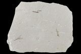 Fossil Cranefly (Pronophlebia) - Green River Formation, Utah - #109180-1